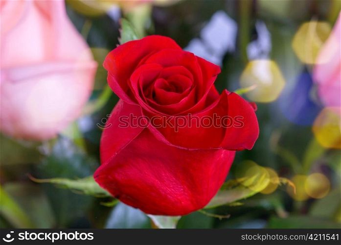 Photo of bright red roses