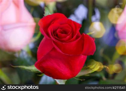 Photo of bright red roses