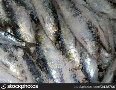 Photo of brought fresh sardines sea recently