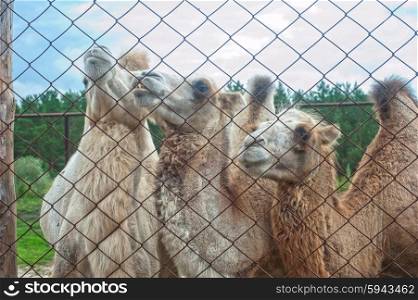 Photo of camels. Photo of camels behind bars in zoo