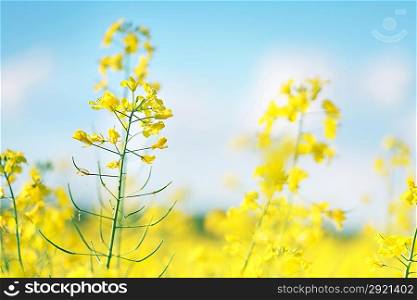 Photo of canola flower and yellow field