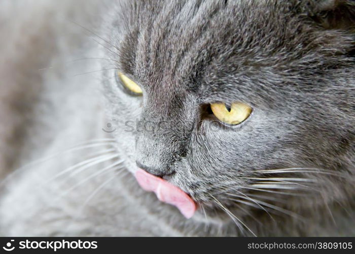 Photo of cat portrait with yellow eyes