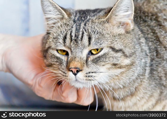 Photo of cat portrait with yellow eyes