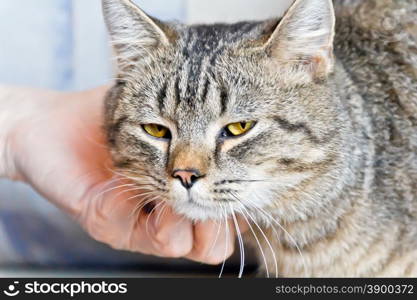 Photo of cat portrait with yellow eyes