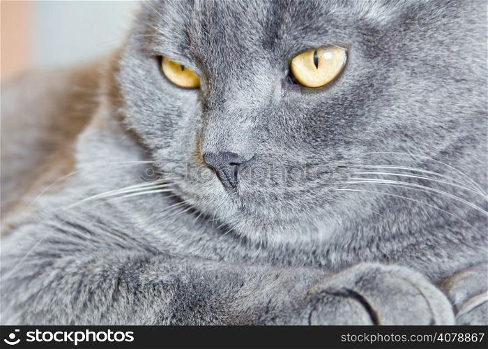 Photo of cat portrait with yellow eyes