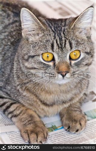 Photo of cat portrait with yellow eyes