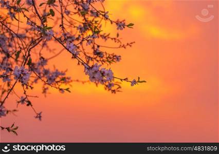 Photo of cherry blossom over orange sunset, blooming fruit tree, natural border, spring season, fresh apple flowers on the twig over pink sunrise in the morning, springtime nature, freshness concept
