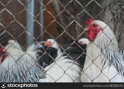 Photo of chickens at organic farm