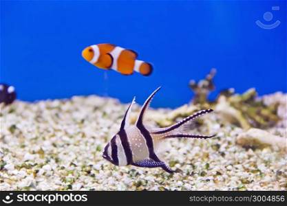 Photo of clown fish and dascyllus in aquarium water