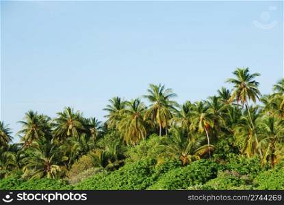 photo of coconut palm trees against blue sky background