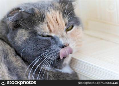 Photo of color cat with pink tongue