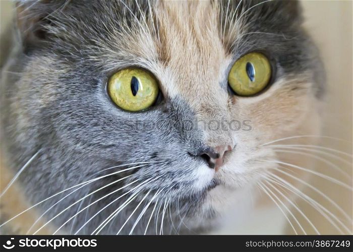 Photo of color cat with yellow eyes