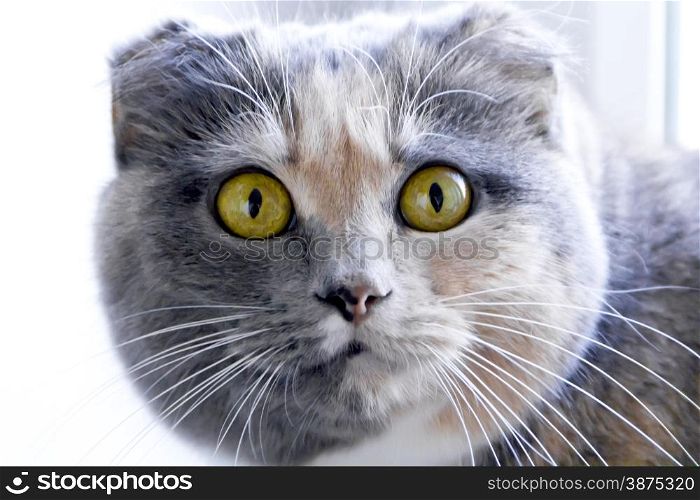 Photo of color cat with yellow eyes