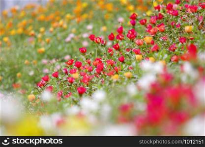 photo of colorful common purslane or verdolaga flower in the garden