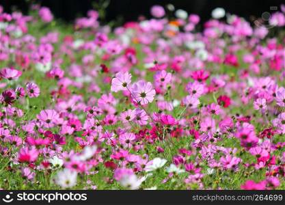 photo of colorful genus zinnia or cosmos flower in the garden