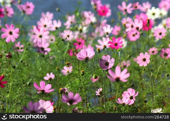 photo of colorful genus zinnia or cosmos flower in the garden