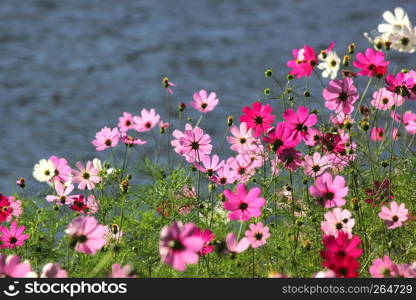 photo of colorful genus zinnia or cosmos flower in the garden