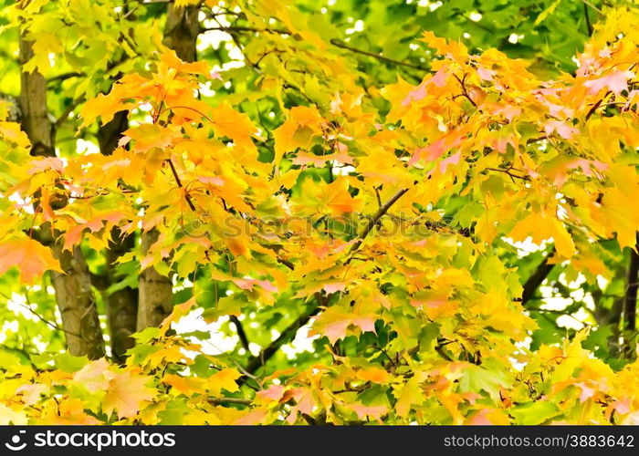 Photo of colorful maple tree in autumn