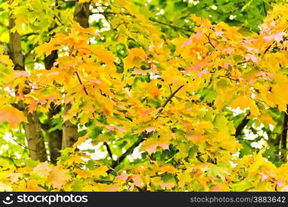 Photo of colorful maple tree in autumn