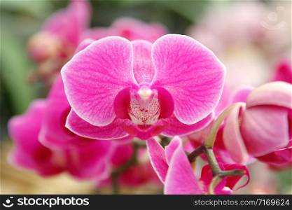 photo of colorful orchid flower in garden