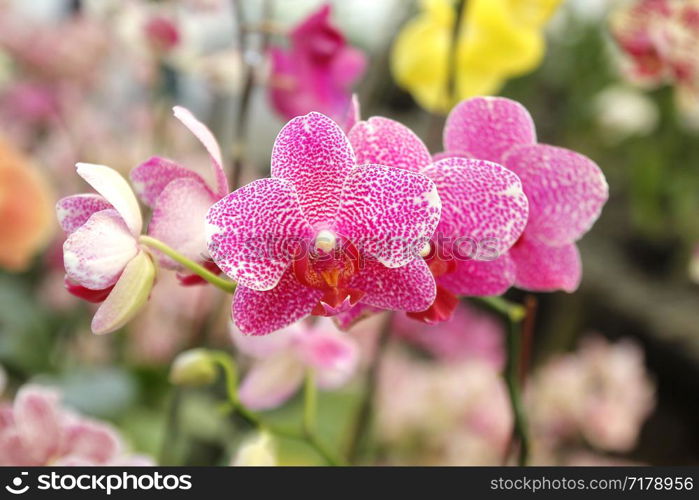 photo of colorful orchid flower in garden