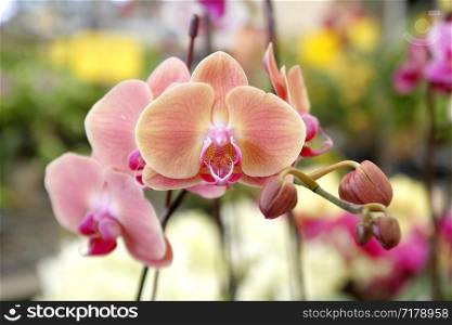 photo of colorful orchid flower in garden