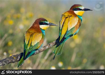 Photo of couple of birds - focus in te frist plane -