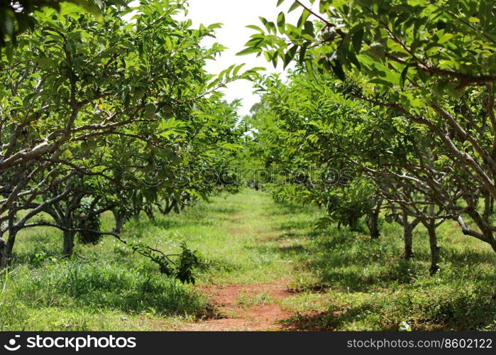 photo of custard apple tree in organic farm