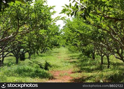 photo of custard apple tree in organic farm