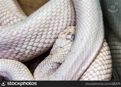 Photo of dangerous white snake with blue eyes. White snake with blue eyes
