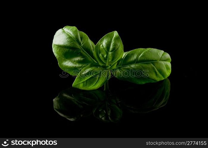 photo of delicious fresh basil leaves on a black background