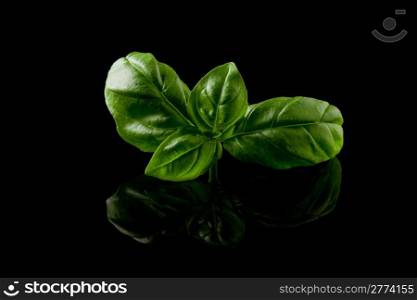 photo of delicious fresh basil leaves on a black background