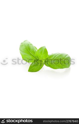 photo of delicious fresh basil leaves on white background