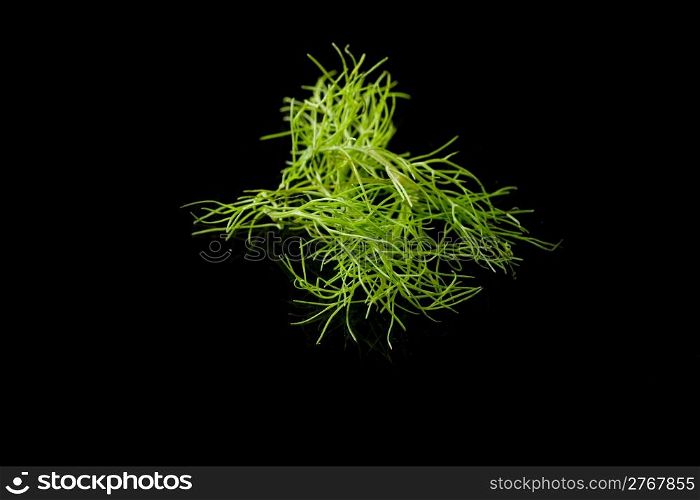 photo of delicious fresh fennel on a black background
