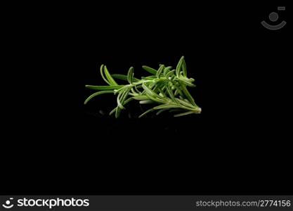 photo of delicious fresh rosemary on a black background