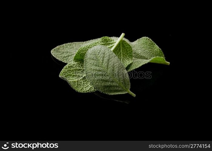 photo of delicious fresh sage leaves on black background