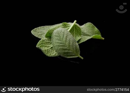 photo of delicious fresh sage leaves on black background