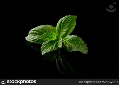 photo of delicious pepper mint in front of a black background