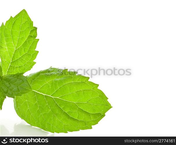 photo of delicious pepper mint in front of a white background