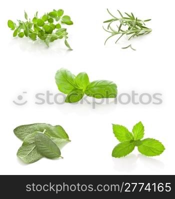 photo of different fresh herbs putted together into a collage