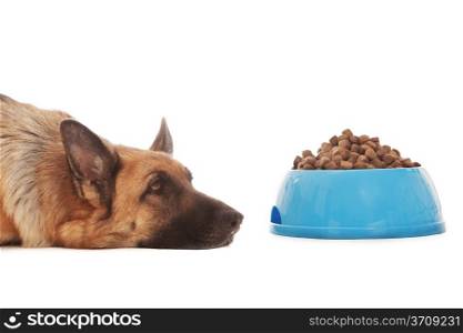 Photo of dog next to his full bowl who doesn&rsquo;t eat
