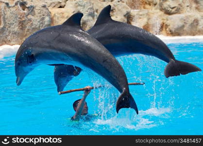 Photo of dolphins doing a show in the swimming pool