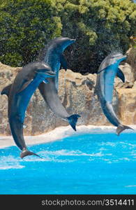 Photo of dolphins doing a show in the swimming pool