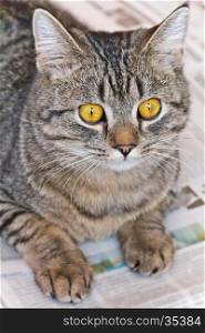 Photo of domestic tiger cat with yellow eyes . Cat portrait with yellow eyes