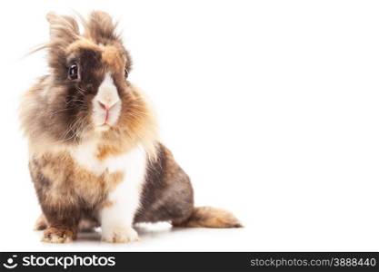 Photo of dwarf rabbit lions head over white isolated background