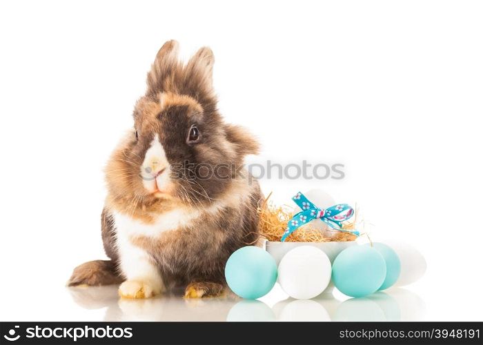 Photo of easter rabbit over white isolated background