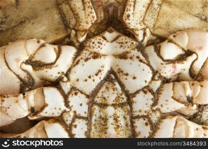 Photo of edible crabs on a white background