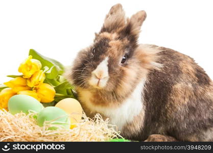 Photo of ester funny rabbit