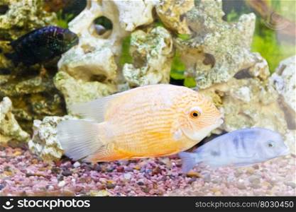 Photo of exotic fishes in zoo aquarium