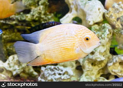 Photo of fish cichlasoma severum red pearl in aquarium. Cichlasoma severum in aquarium